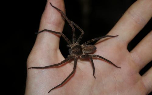Heteropoda nobilis